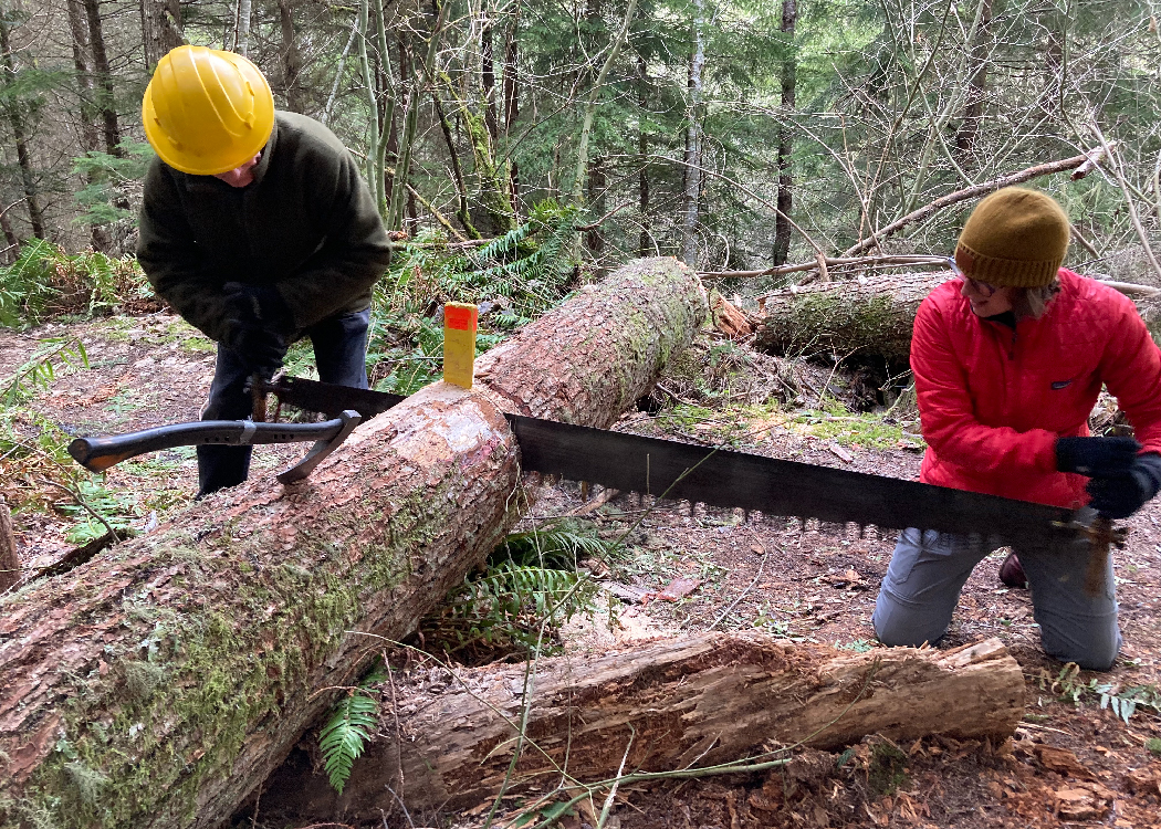 Two volunteers for the Foothills Coalition work with an old-fashioned, long handsaw to cut through a fallen tree and clear a path on the Carbon Canyon trail.